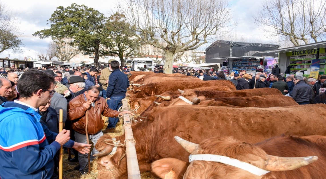Feira dos Vinte: três dias de tradição e festa na Vila de Prado